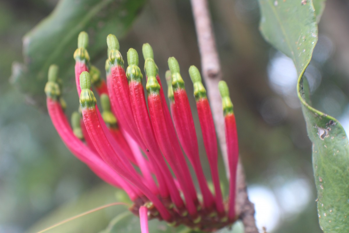 Dendrophthoe